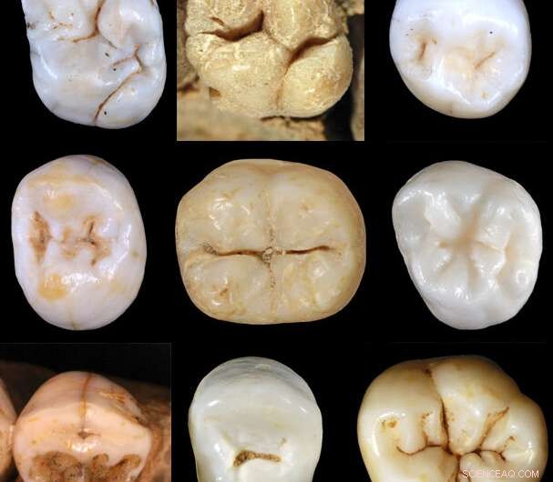 Neanderthals Split from Modern Humans Over 800,000 Years Ago, New Study Finds