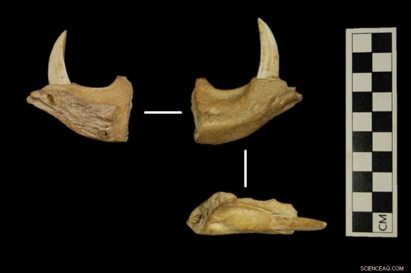 Archaeological Discovery Challenges Traditional Narrative of Barbados’s Early History
