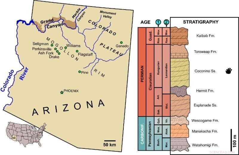 Grand Canyon Fossil Footprints Prompt Reassessment of Ancient Desert Tetrapods