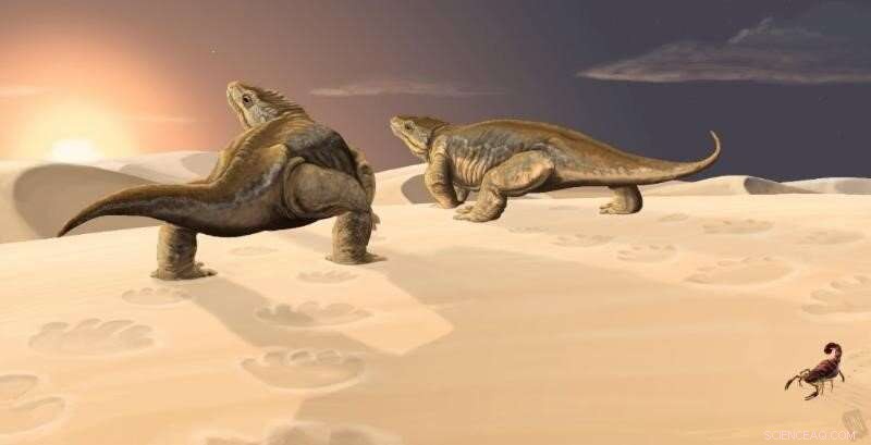 Grand Canyon Fossil Footprints Prompt Reassessment of Ancient Desert Tetrapods