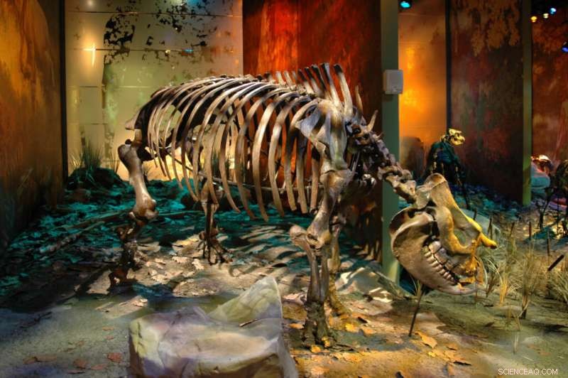 Texas A&M Student Uncovers Rare 5-Million-Year-Old Rhinoceros Species