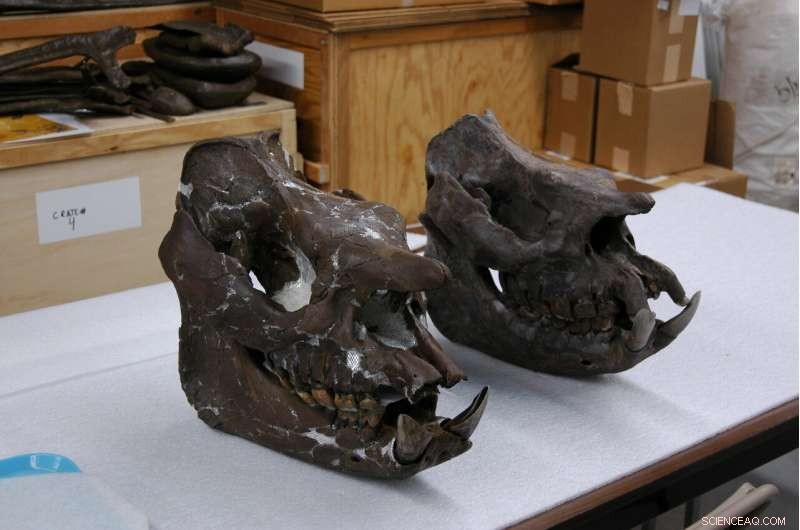 Texas A&M Student Uncovers Rare 5-Million-Year-Old Rhinoceros Species