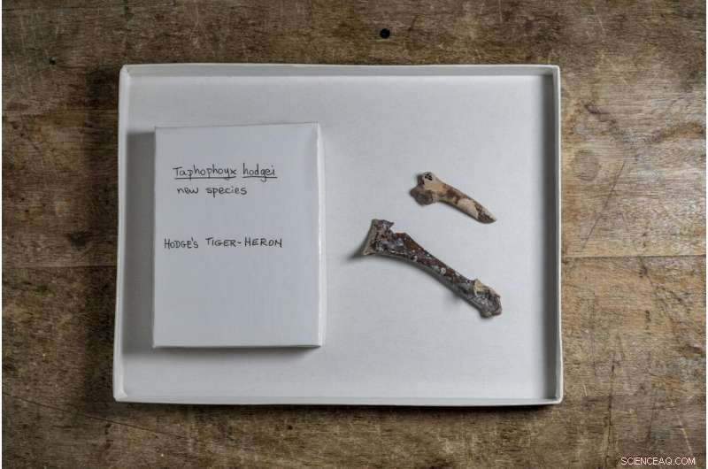 Florida Museum Volunteers Unearth New Extinct Heron Species in North Florida Fossil Site