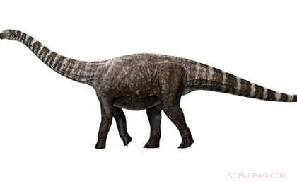 Rhoetosaurus: Australia s Jurassic Sauropod Revealed as a  High-heeled  Walker