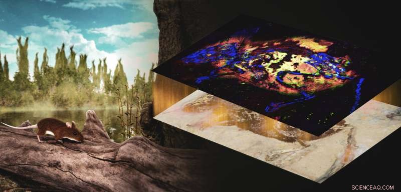 First Discovery: Reddish Pigment Revealed in Ancient Mouse Fossil