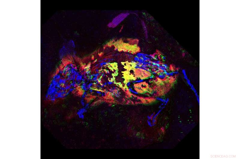 First Discovery: Reddish Pigment Revealed in Ancient Mouse Fossil