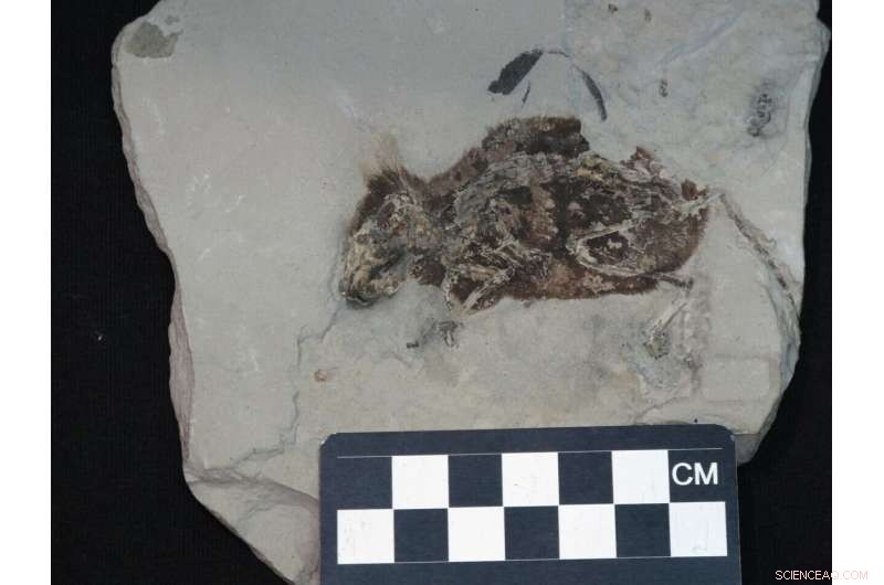 First Discovery: Reddish Pigment Revealed in Ancient Mouse Fossil