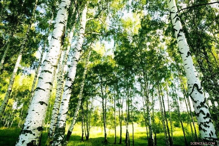 Ancient DNA from 10,000‑Year‑Old Chewing Gum Sheds Light on Stone Age Scandinavians