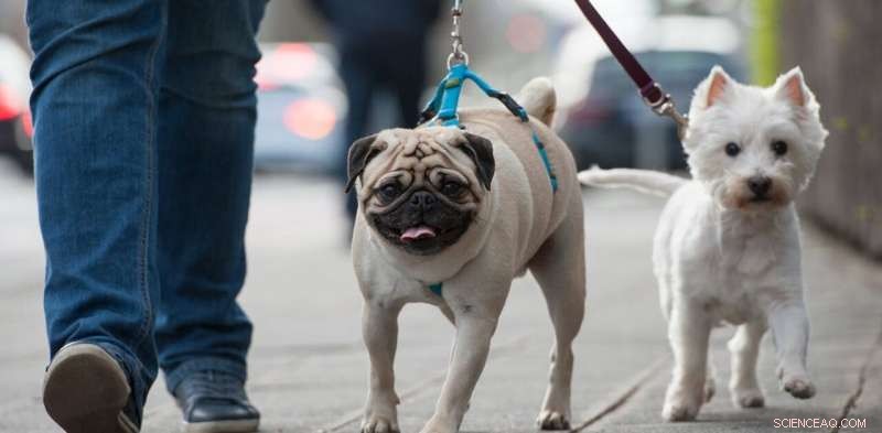 The Unexpected Role of Dogs in Shaping Social Integration in Multiracial Neighborhoods