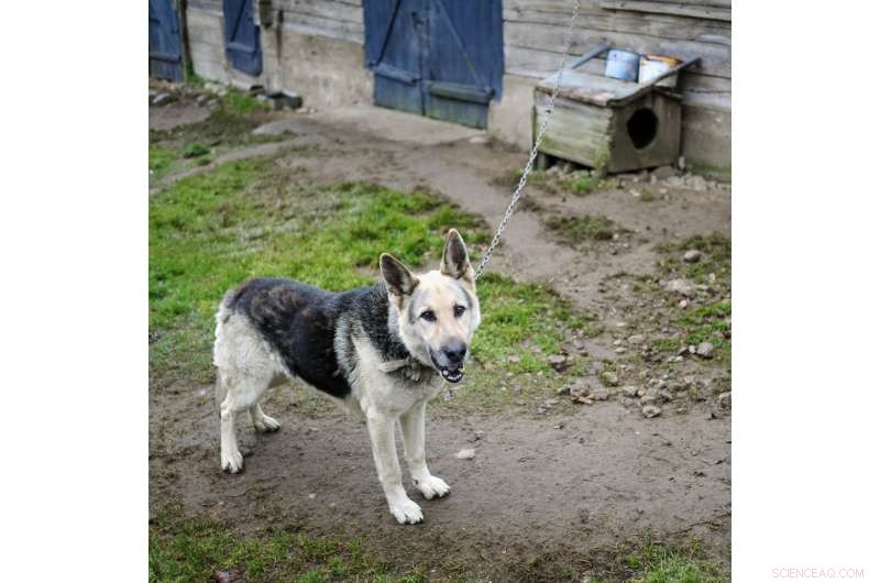 The Unexpected Role of Dogs in Shaping Social Integration in Multiracial Neighborhoods