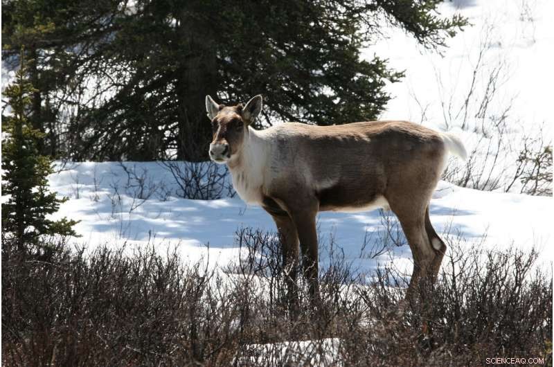 BC Needs a Dedicated Species‑at‑Risk Law Focused on Recovery