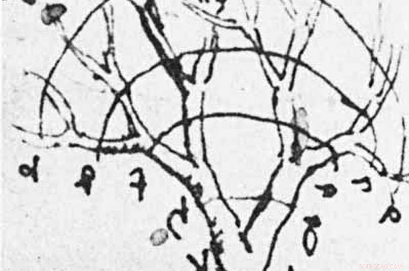 The Mathematics of Scale: From Grand Patterns to Tiny Details