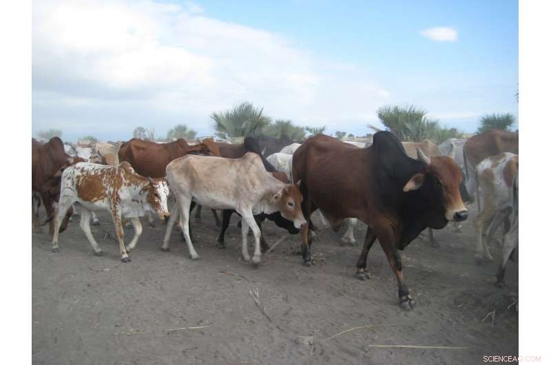 New Ancient DNA Study Reveals How Early Herders and Farmers Shaped East Africa