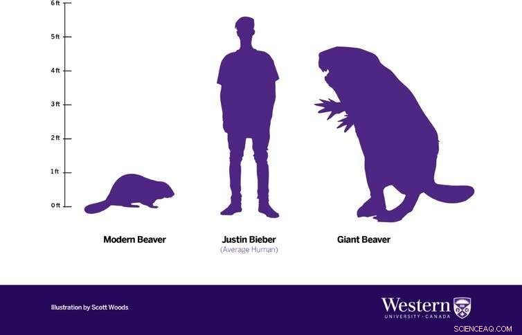Why the Giant Beaver, Once Dominating North America, Vanished 10,000 Years Ago