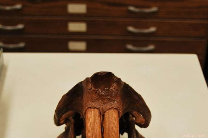 Why the Giant Beaver, Once Dominating North America, Vanished 10,000 Years Ago