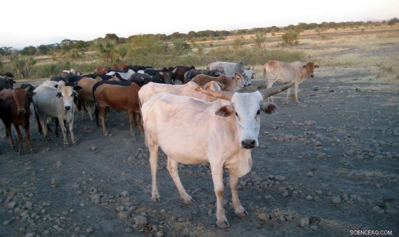Ancient DNA Uncovers the Roots of Livestock Herding in Africa
