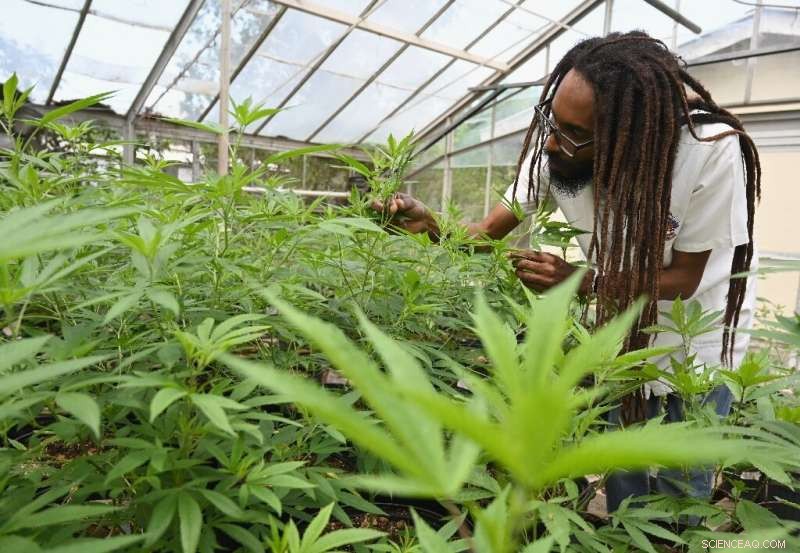 Jamaica s Dr. Machel Emanuel Recreates the Legendary Lost Ganja Cultivar