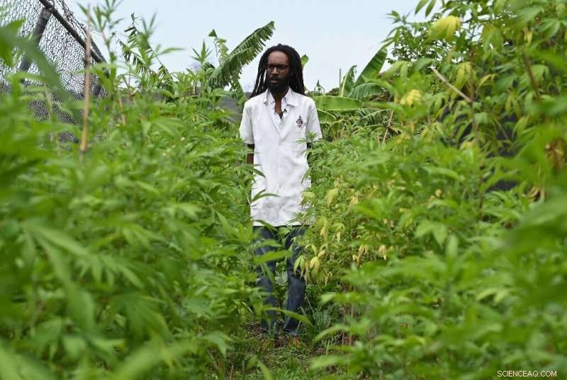 Jamaica s Dr. Machel Emanuel Recreates the Legendary Lost Ganja Cultivar