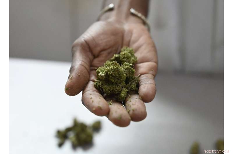 Jamaica s Dr. Machel Emanuel Recreates the Legendary Lost Ganja Cultivar
