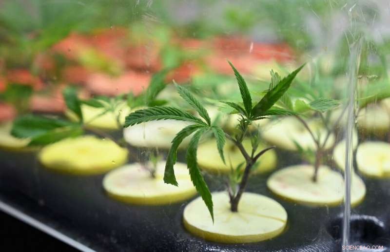 Jamaica s Dr. Machel Emanuel Recreates the Legendary Lost Ganja Cultivar