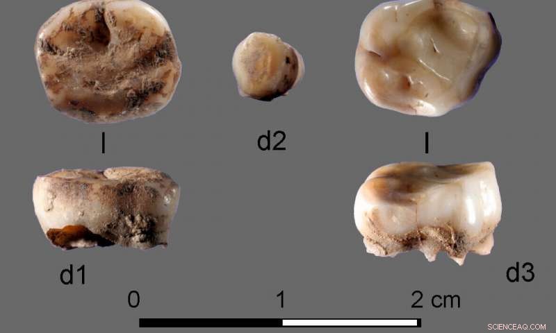 31,000‑Year‑Old Milk Teeth Reveal New Ancient Siberian Population