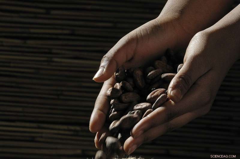 How Much Would You Pay to End Child Labor in Cocoa Farming?