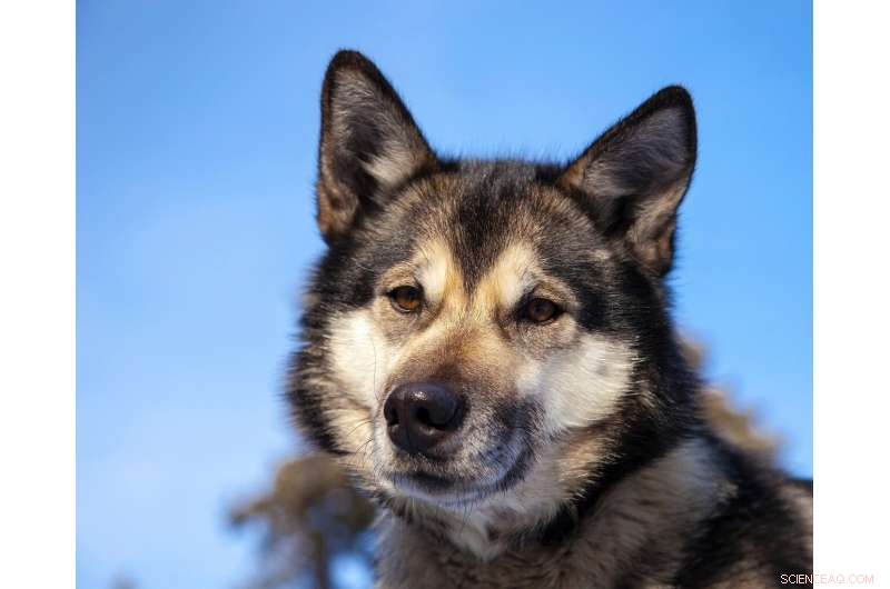 New Study Reveals Dogs Lighter Workload on Humans Than Previously Believed