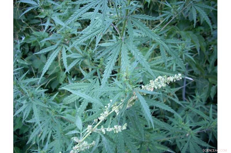 Tracing the Ancient Roots of Cannabis Smoking in the First Millennium BC