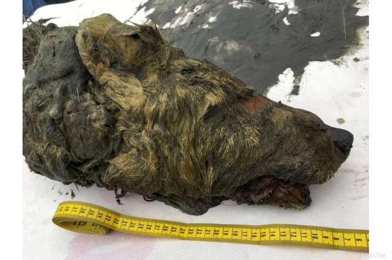 Ice Age Wolf Head Preserved in Siberian Permafrost: 40,000-Year-Old Discovery