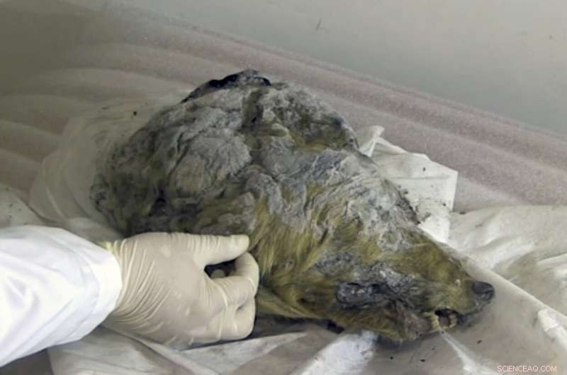 Ice Age Wolf Head Preserved in Siberian Permafrost: 40,000-Year-Old Discovery