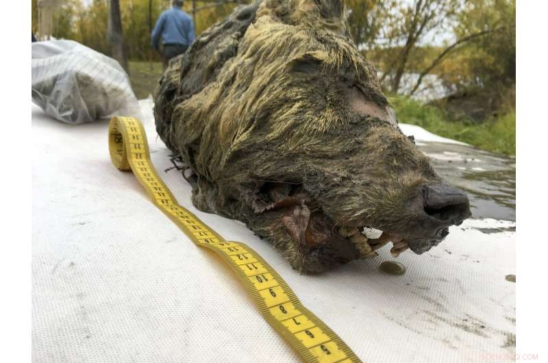 Ice Age Wolf Head Preserved in Siberian Permafrost: 40,000-Year-Old Discovery