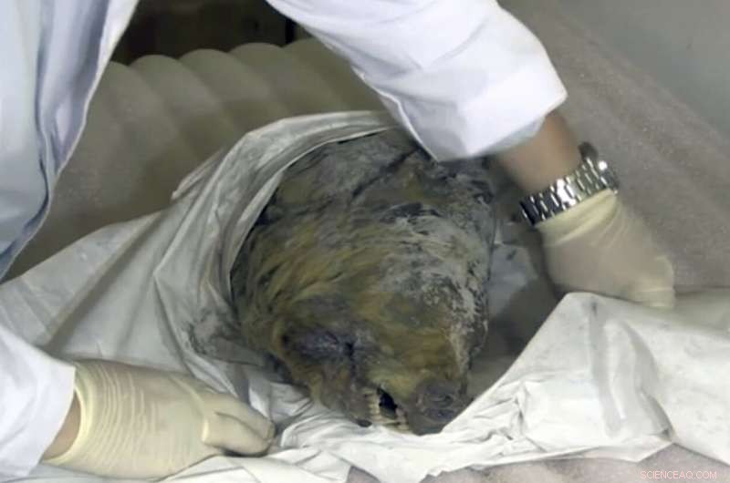 Ice Age Wolf Head Preserved in Siberian Permafrost: 40,000-Year-Old Discovery