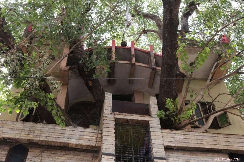 Madhya Pradesh Family Builds Home Around 150-Year-Old Sacred Fig Tree