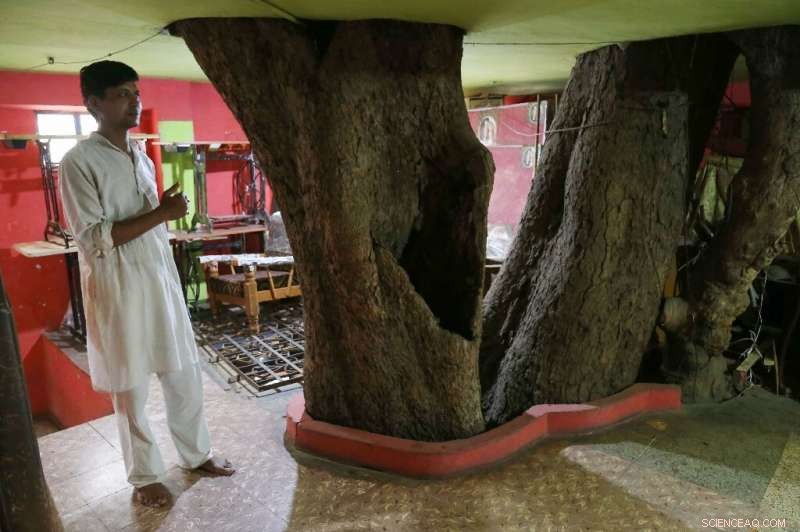 Madhya Pradesh Family Builds Home Around 150-Year-Old Sacred Fig Tree