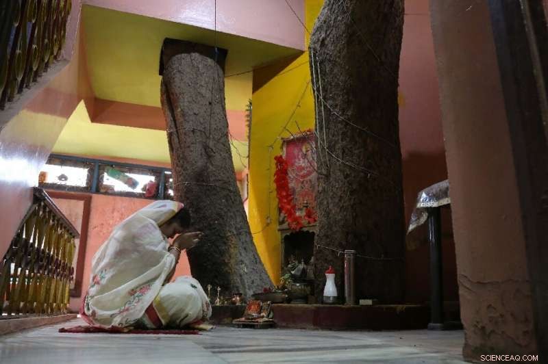 Madhya Pradesh Family Builds Home Around 150-Year-Old Sacred Fig Tree