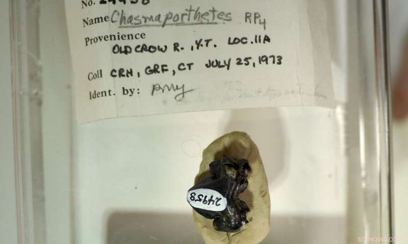 Arctic Discovery: Fossil Hyena Teeth Confirm Ancient Presence in Yukon