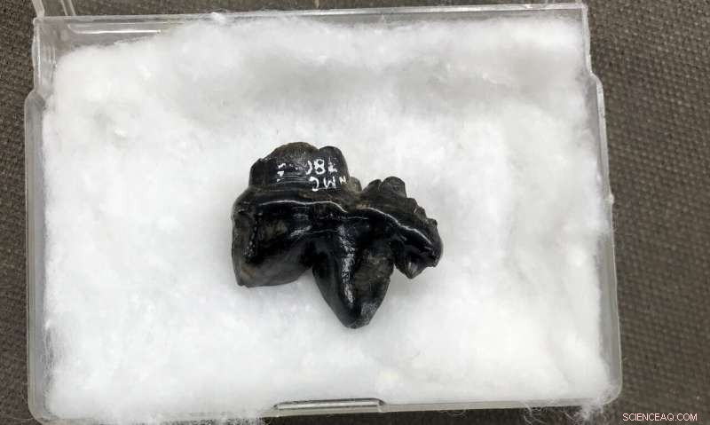 Arctic Discovery: Fossil Hyena Teeth Confirm Ancient Presence in Yukon