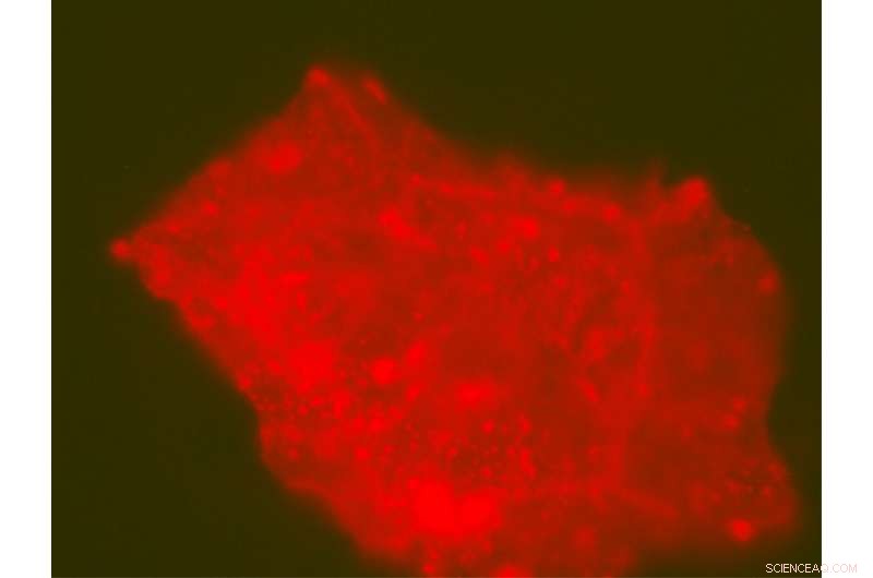 Microbial Life Thrives Inside Dinosaur Fossils