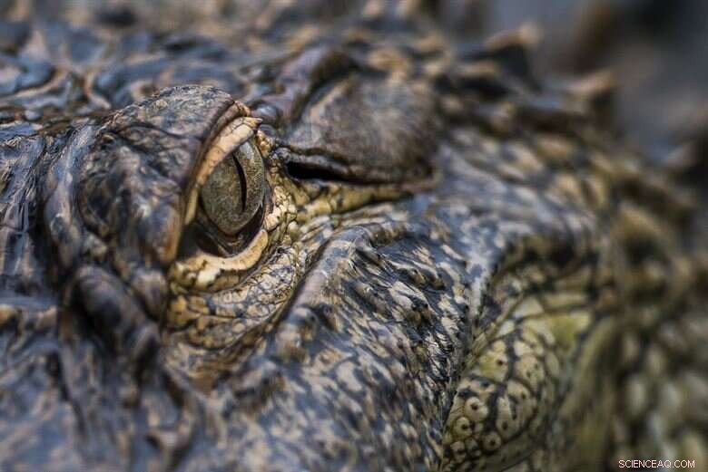 Crocodiles as Climate Clocks: How Ancient Distribution Sheds Light on Past Weather