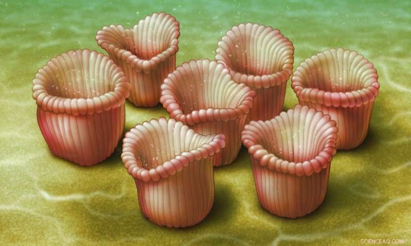 Ediacaran  Dinner Party : Scientists Reveal Ancient Feeding Dynamics via Computer Modeling