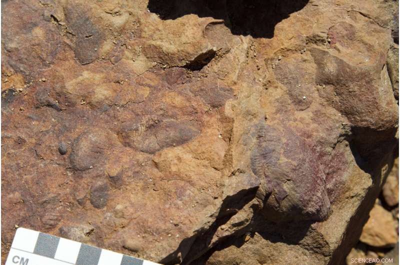 Ediacaran  Dinner Party : Scientists Reveal Ancient Feeding Dynamics via Computer Modeling