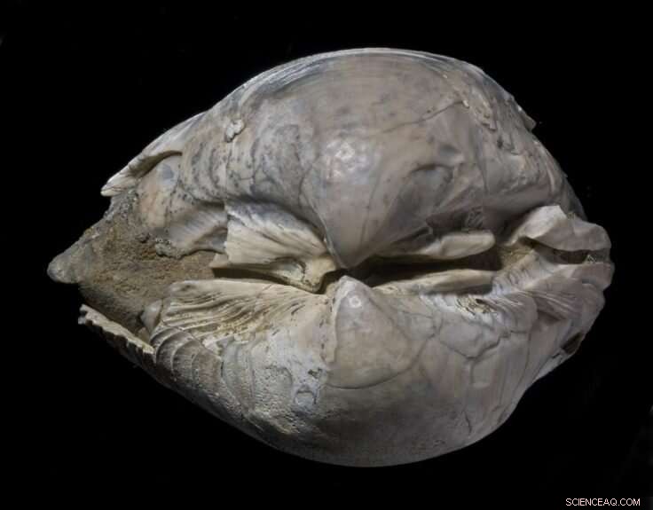 How Antarctic Seas Recovered After the Dinosaurs’ Extinction