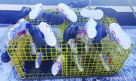 Determining Underwater Time of Death: Barnacle Growth as a Forensic Tool