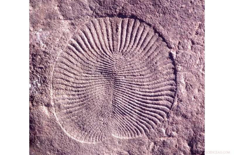 New Study Confirms Ancient Ediacaran Animals Were Mobile in Search of Food