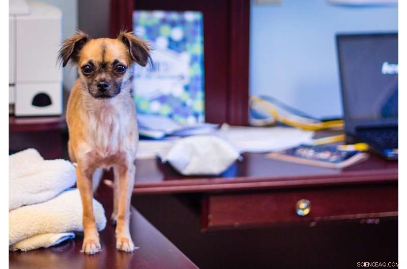 Bringing Dogs to Work Boosts Employee Satisfaction by 22% – University of Lincoln Study