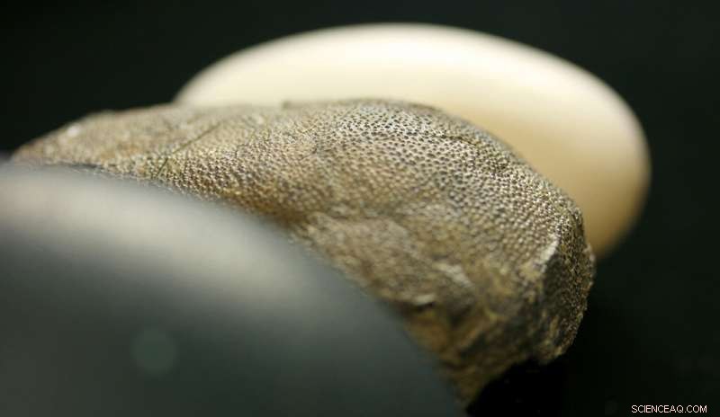 Exploring Dinosaur Egg Color: A Second Look into Evolutionary Hues