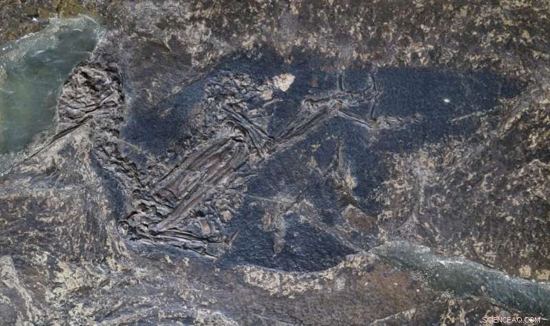 Uncovering Ancient Blue: Fossilized Feathers of Eocoracias Brachyptera Provide New Scientific Insights