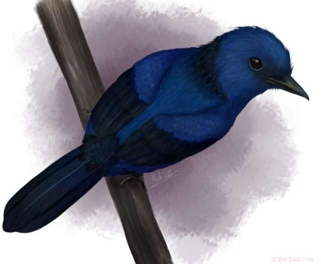 Uncovering Ancient Blue: Fossilized Feathers of Eocoracias Brachyptera Provide New Scientific Insights