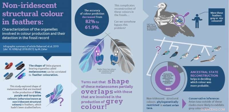 Uncovering Ancient Blue: Fossilized Feathers of Eocoracias Brachyptera Provide New Scientific Insights