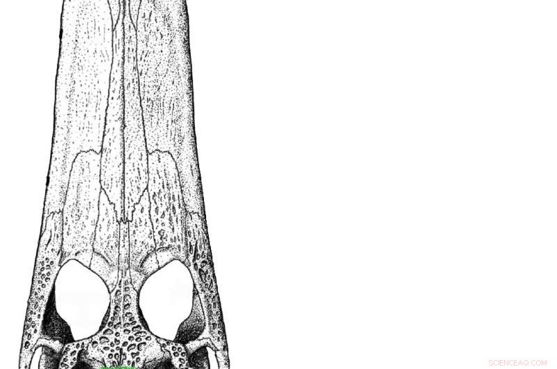 Isisfordia molnari: The Ancient Croc that Coexisted with Dinosaurs